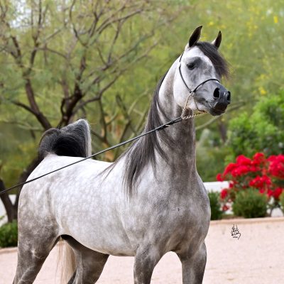Nesj Al Fayez Breeding